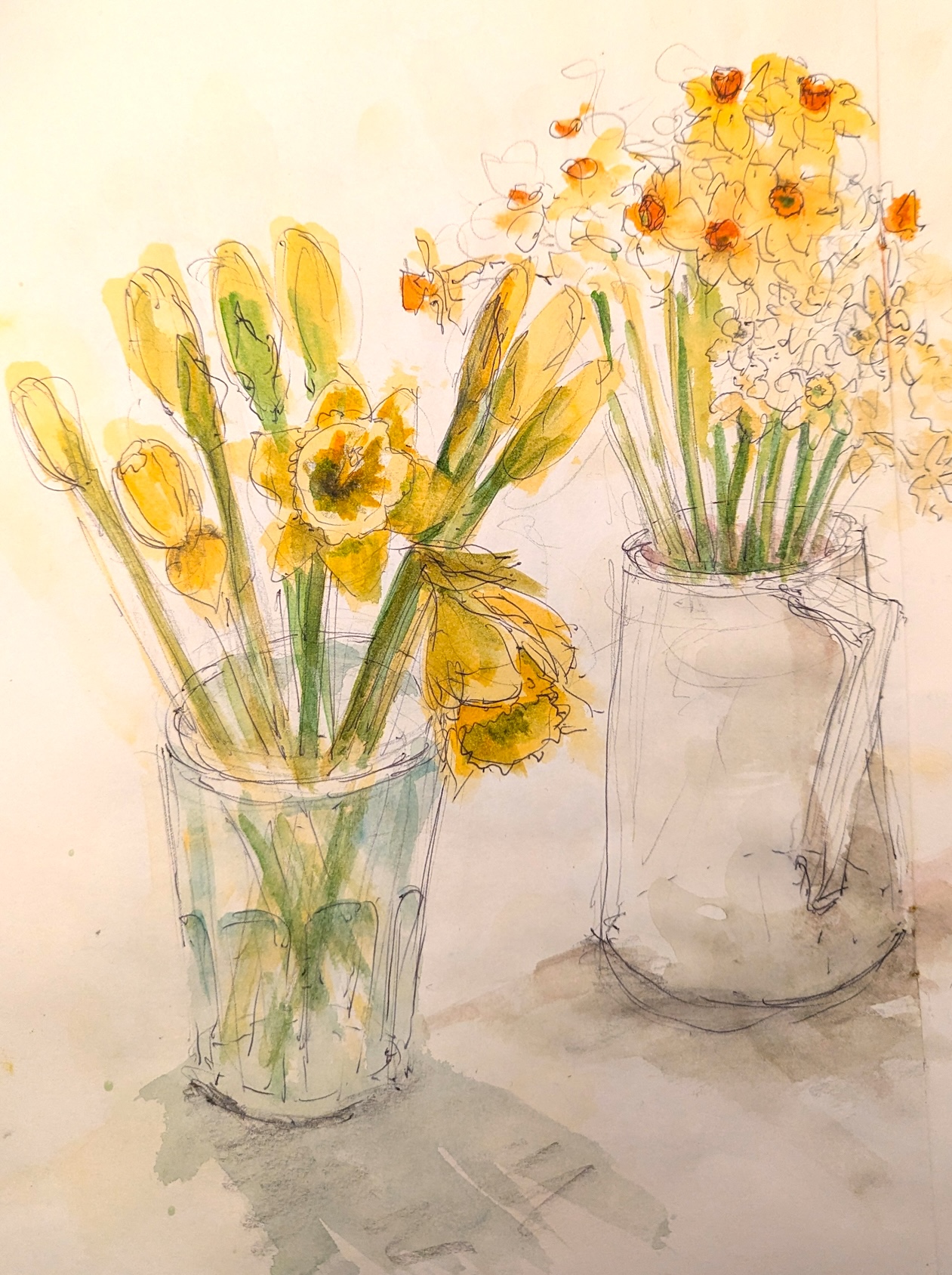 daffodils and narcissi